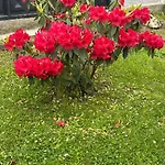 Elrosal2 *