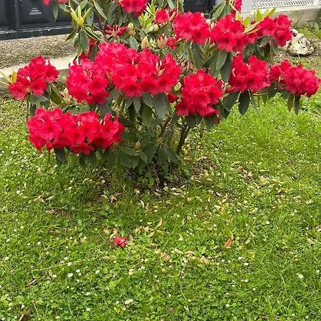 Elrosal2 *